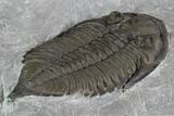 Dalmanites Trilobite Fossil - New York #101555-5